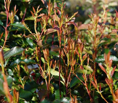 Photinia fraseri 'Camilvy'