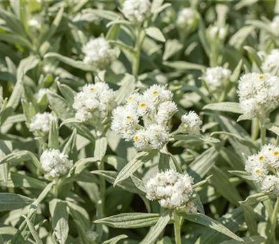 Anaphalis margaritacea 'Neuschnee'