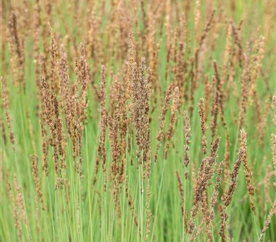 Molinia caerulea 'Heidezwerg'®