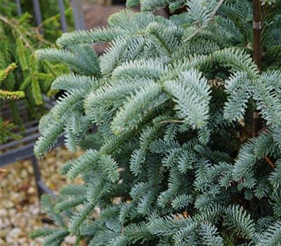 Abies procera 'Obrighofen'