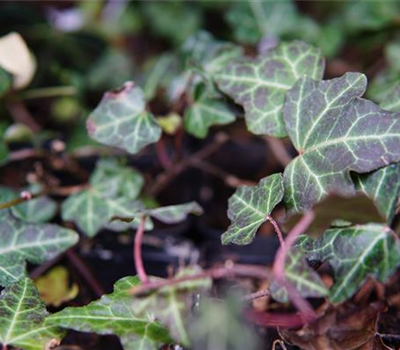 Hedera helix 'Plattensee'