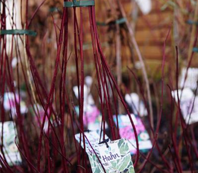 Cornus alba 'Ivory Halo' -R-