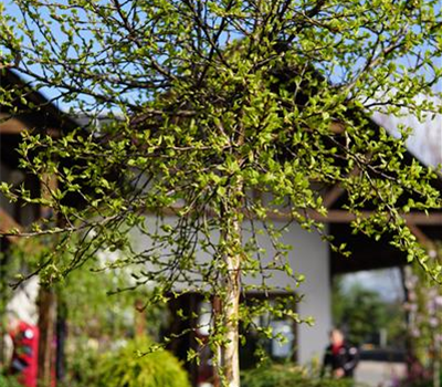 Betula pendula 'Magical Globe'