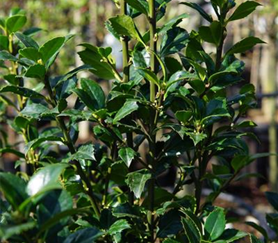 Ilex meserveae 'Heckenfee' -R-