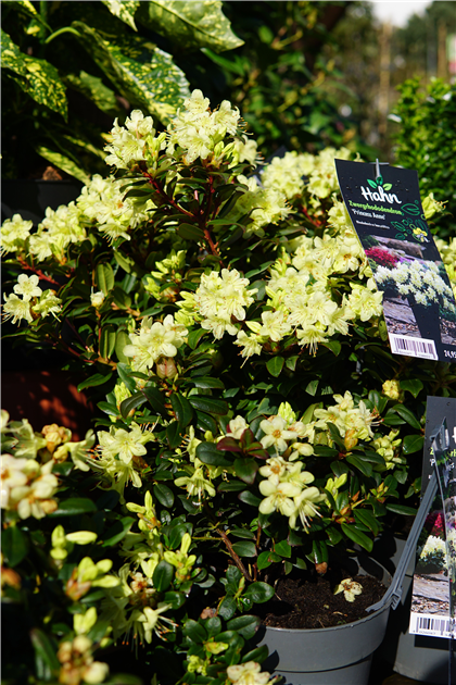 Rhododendron hanceanum 'Princess Anne'
