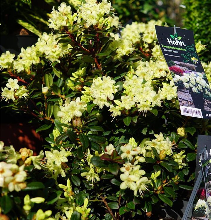 podocarpus blue gem *RETAIL