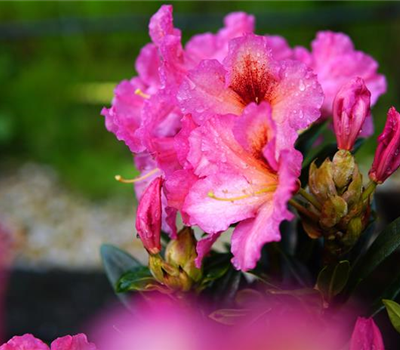 Rhododendron 'Farbwechsel' ®