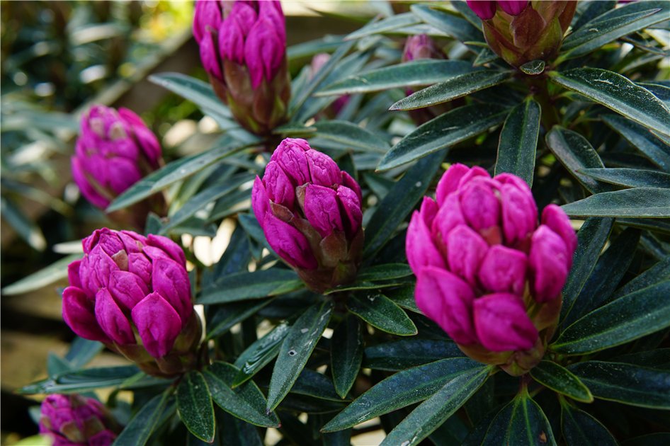 Rhododendron 'Graziella'