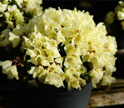 Rhododendron ludlowii 'Wren'