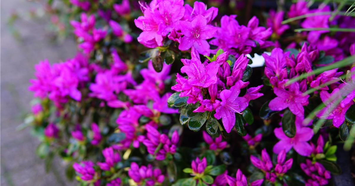 Rhododendron obt.'Lady Dark' -R-