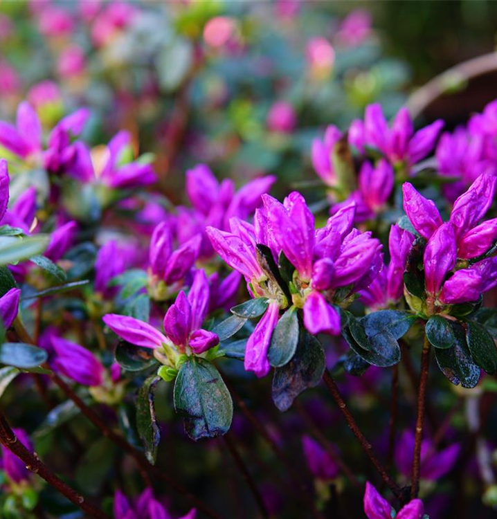 Rhododendron obt.'Lady Dark' -R-