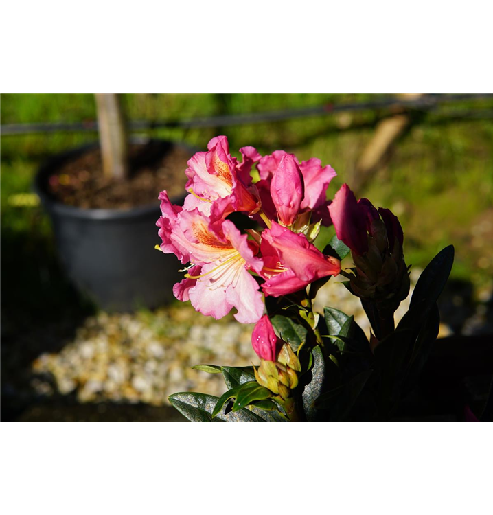 Rhododendron 'Farbwechsel'