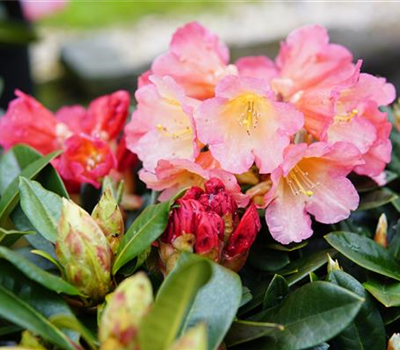 Rhododendron 'Malaga' ®