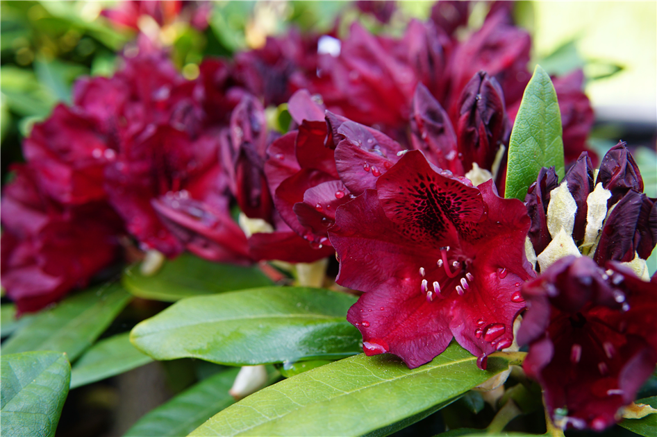 Rhododendron Hybr.'Black Widow'