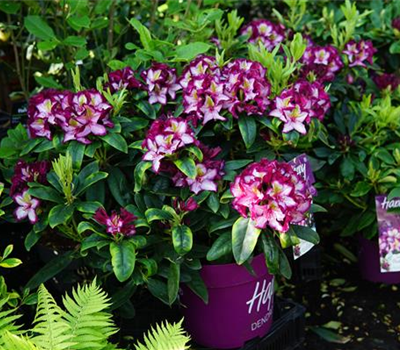 Rhododendron Hybr.'Happy Dendron' Pushy Purple