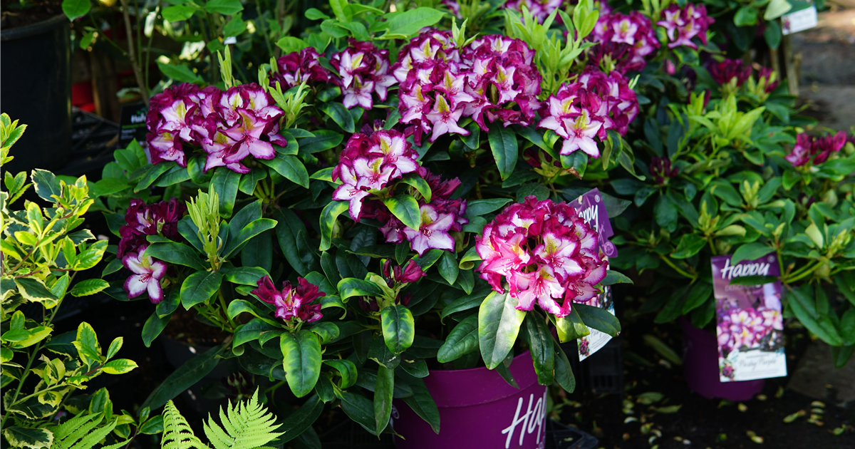 Rhododendron Hybr.'Happy Dendron' Pushy Purple