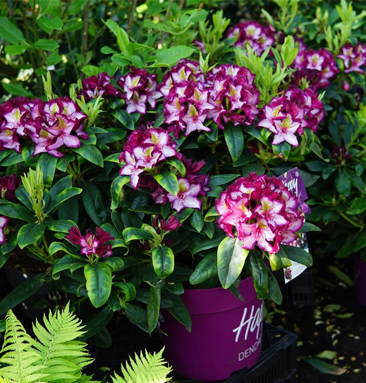 Rhododendron Hybr.'Happy Dendron' Pushy Purple