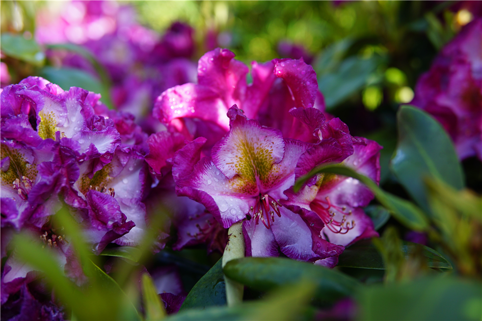 Rhododendron Hybr.'Happy Dendron' Pushy Purple