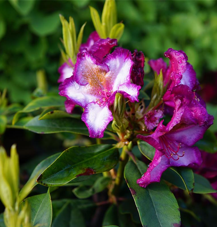 Rhododendron Hybr.'Happy Dendron' Pushy Purple