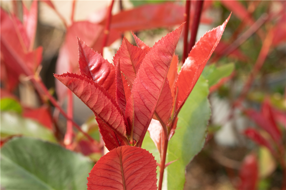 Photinia fraseri 'Red Select'