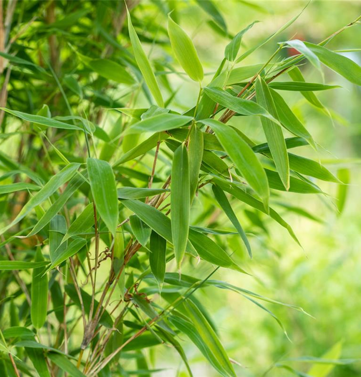 imperata cylindrica rubra Japanese Blood Grass（Imperata cylindrical ' Rubra ' ） for Sale main image 1