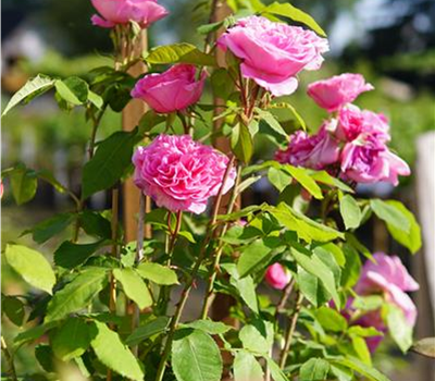Rosa 'Gertrude Jekyll' David Austin