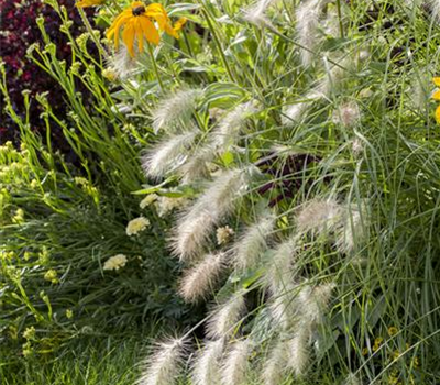 Pennisetum alopecuroides 'Hameln'