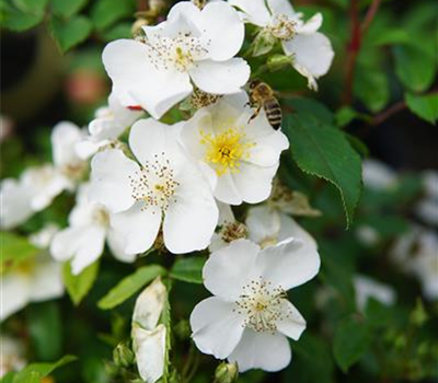 Rosa Rosy Boom®, weiss ('Esprit de Amore®')