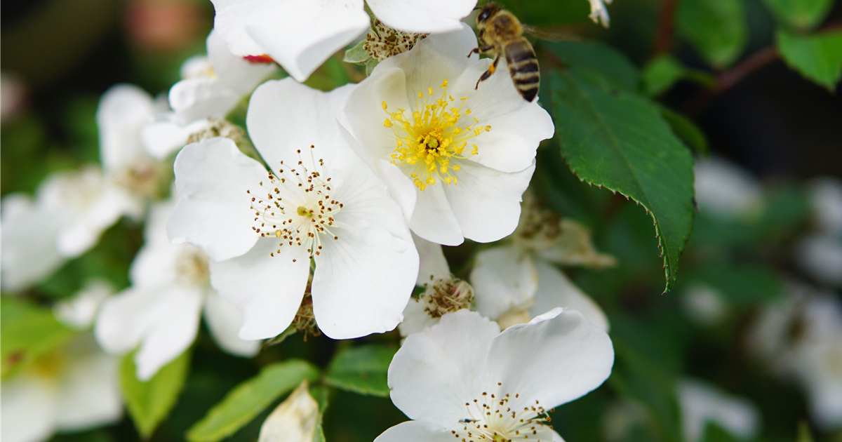Rosa Rosy Boom®, weiss ('Esprit de Amore®')