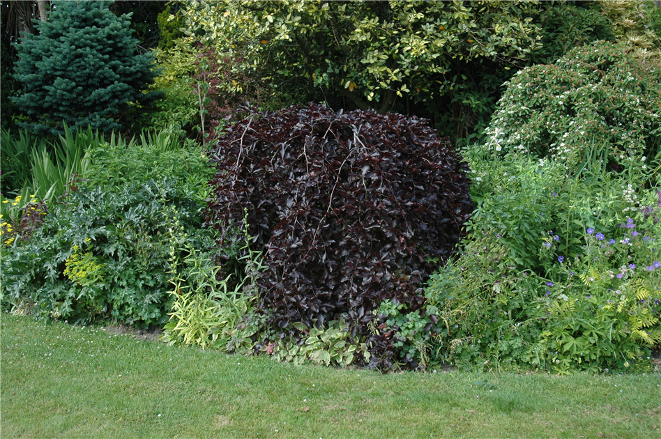 Fagus sylvatica 'Purpurea Pendula'