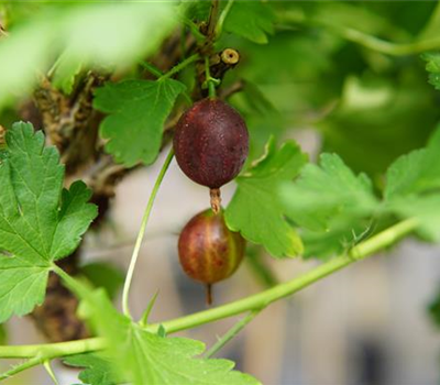 Ribes uva-crispa 'Redeva' -S- CAC