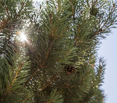 Pinus sylvestris 'Norske Typ'