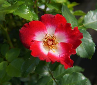 Rosa 'Loki' -R- BT