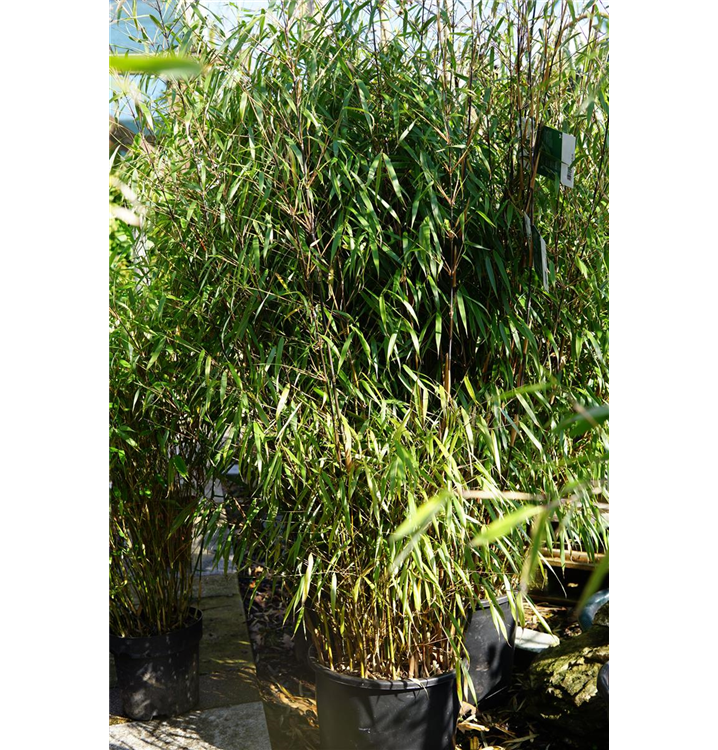 zitronenbaum kunstpflanze Kunstpflanze Zitronenbaum – 65 cm main image 0