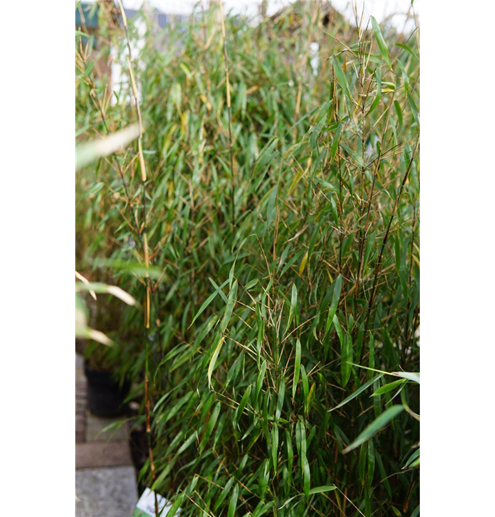 Fargesia scabrida 'Asian Wonder'
