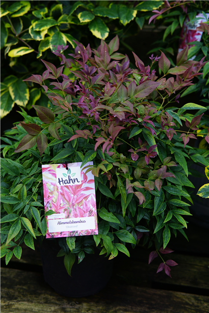 Nandina domestica 'Obsessed' -R-