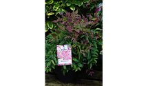 calathea misting Calathea 'Compact Star'