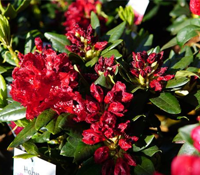 Rhododendron Hybr.'Cherry Kiss' -R-
