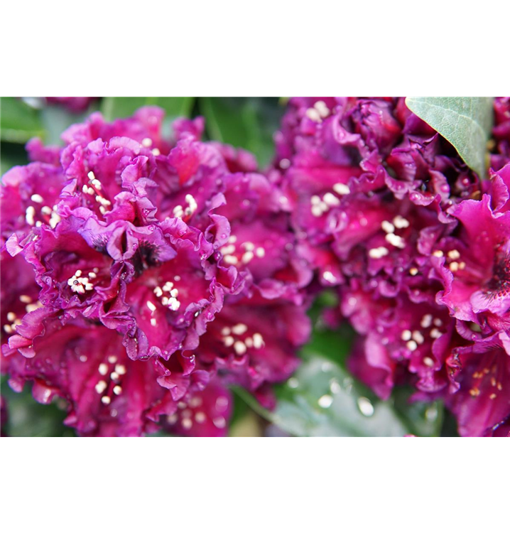 Rhododendron Hybr.'Dramatic Dark' -R-