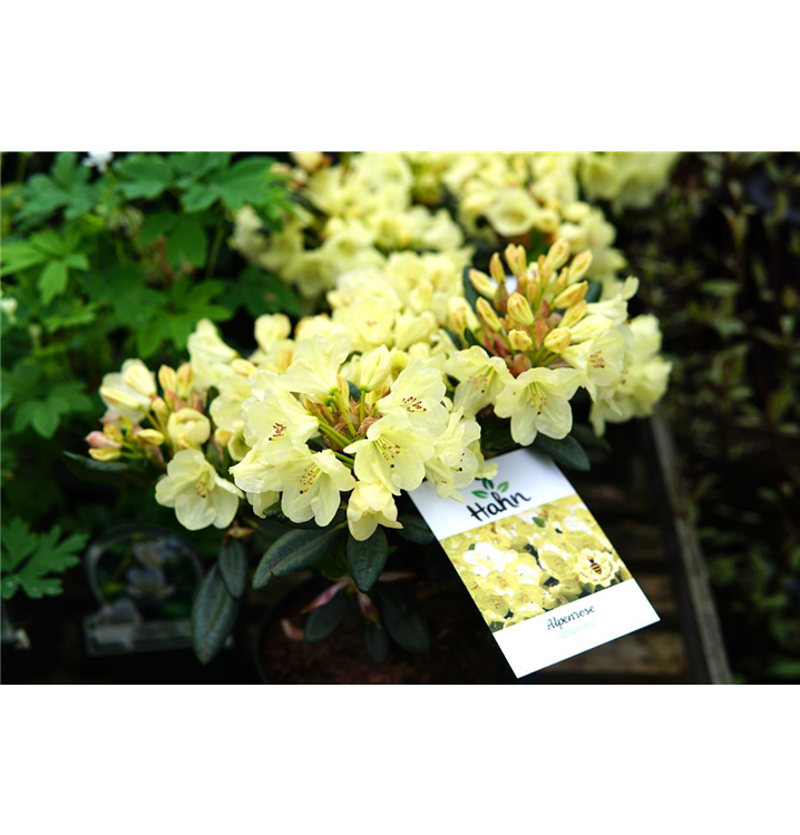 lee's dark purple rhododendron Lee's Dark Purple