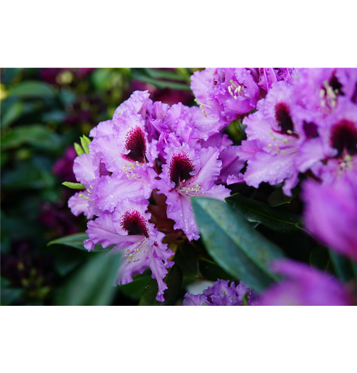 Rhododendron Hybr.'Kabarett' -R-