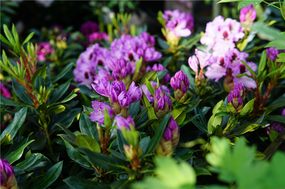 Rhododendron Hybr.'Kabarett' -R-