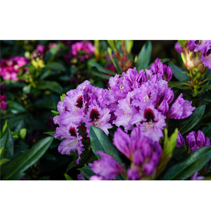 Rhododendron Hybr.'Kabarett' -R-