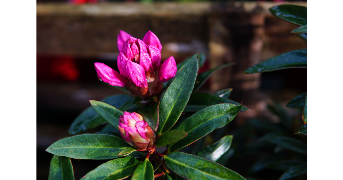Rhododendron ponticum 'Graziella'