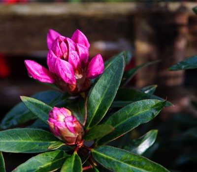Rhododendron ponticum 'Graziella'