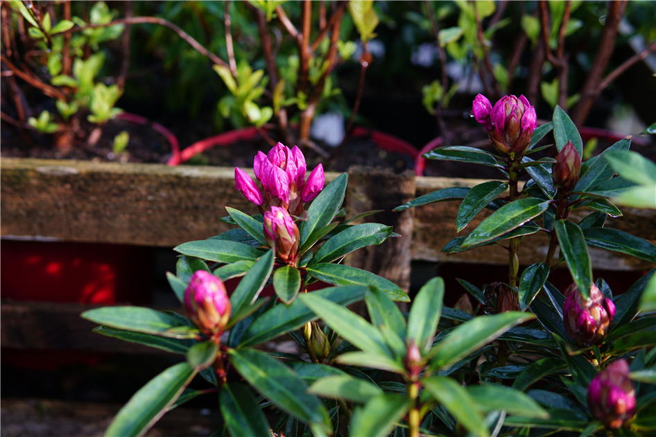 rhododendron bemesten Rhododendron 'Wee Bee'
