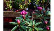 Rhododendron ponticum 'Graziella'