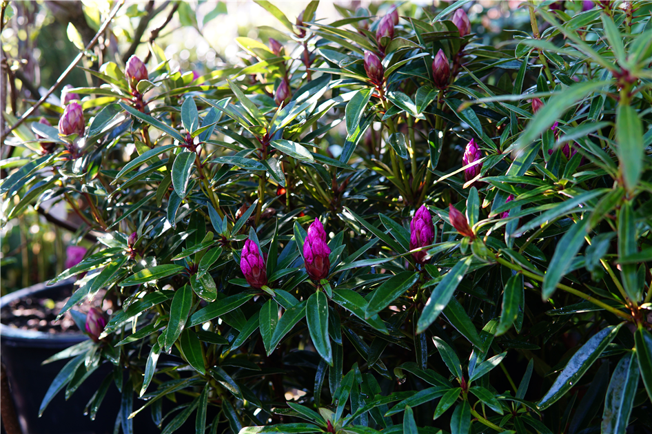 thuja bauhaus Buy Thuja Smaragd Plants for Sale - Ideal for Hedges main image 0