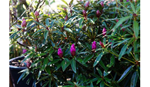 Rhododendron ponticum 'Graziella'