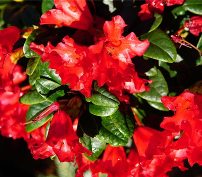 Rhododendron repens 'Bengal'